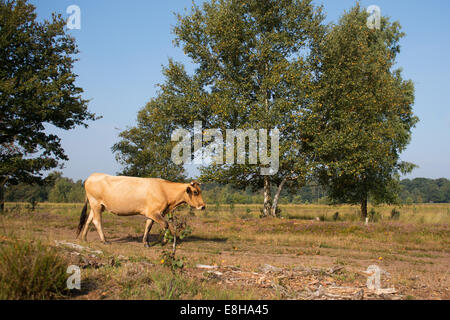 Piemonteser Rinder Kühe trinken in Natur See Stockfoto