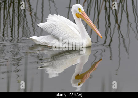 Amerikanischer weißer Pelikan Stockfoto