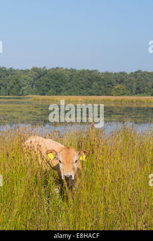Piemonteser Rinder Kühe trinken in Natur See Stockfoto