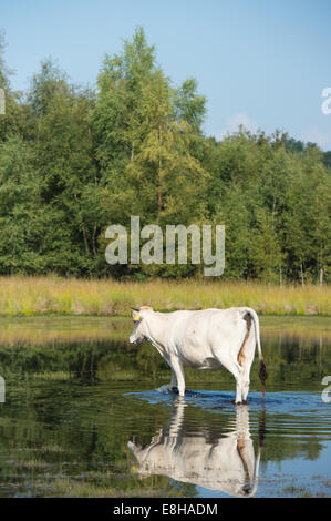 Piemonteser Rinder Kühe trinken in Natur See Stockfoto