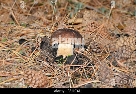 Junge Exemplare des Pilzes "Boletus Edulis" fand am Wald Stockfoto