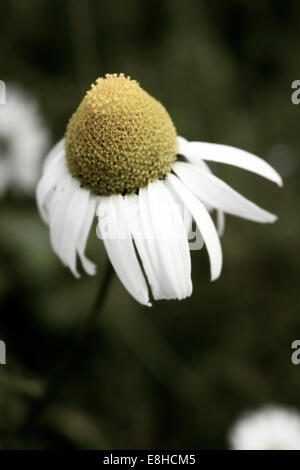 Porträt einer Meer Mayweed Blume Stockfoto