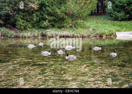 Kanadagans schwimmend auf der Ausable River im Grand Bend, Ontario Stockfoto