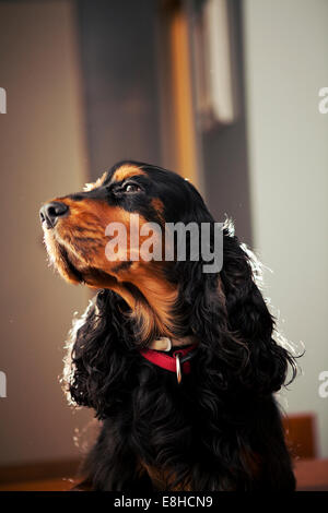 Schöne weibliche Englisch Cocker Spaniel-Rasse in den Farben schwarz und braun Stockfoto