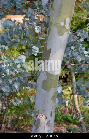 Abblätternde Rinde eines Eukalyptus-Baumes. Stockfoto