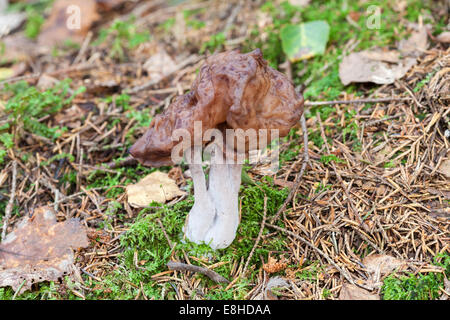 Hooded false Morel Pilz Stockfoto