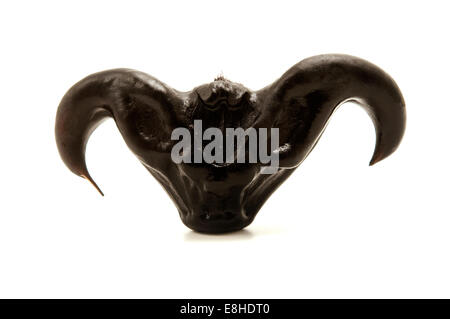 Wasser Caltrop auf weißem Hintergrund Stockfoto