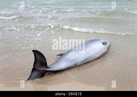 Toter Delphin gefunden angespült am Strand von Balnakeil Bay in der Nähe von Durness Sutherland Scotland UK Stockfoto