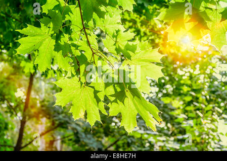 Die warme Sonne beleuchtet die Ahornblätter durch die Äste im Herbst Stockfoto