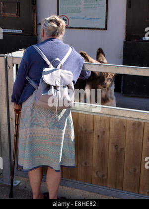 Alte Frau streicheln einen Esel in Sidmouth Donkey Sanctuary, Devon, UK Stockfoto