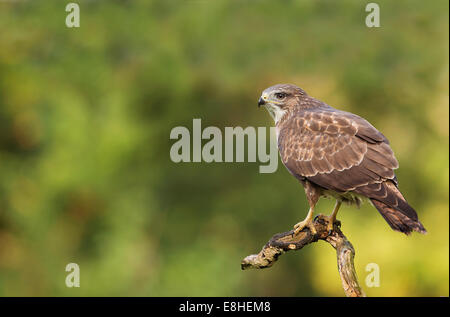 Wilde Mäusebussard Buteo Buteo gehockt Ast Stockfoto