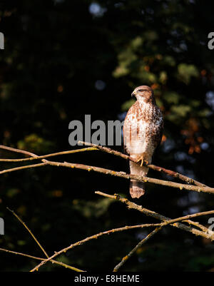 Wilde Mäusebussard, thront Buteo Buteo im Baum Stockfoto