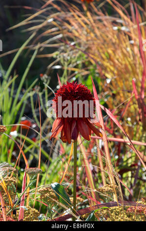 Echinacea Purpurea Hot Papaya Stockfoto