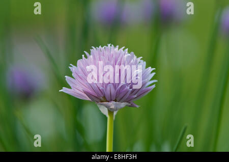 Allium Schoenoprasum oder Schnittlauch, einzelne Blume Stockfoto