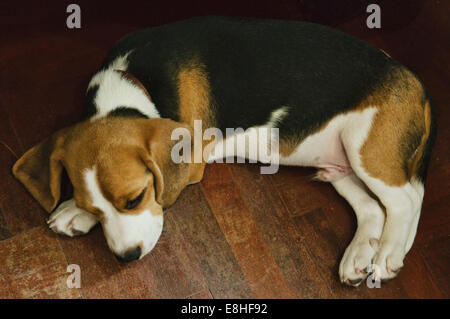 Eine Nahaufnahme Bild der frechen Beagle Hund Stockfoto