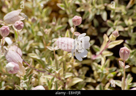 Silene Uniflora Druetts Variagated Stockfoto