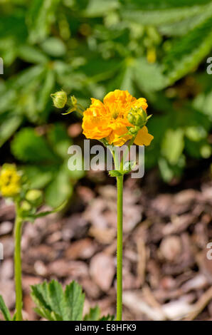 Geum-Lady Stratheden Stockfoto