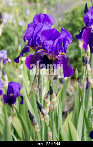 Iris Maisie Lowe Stockfoto