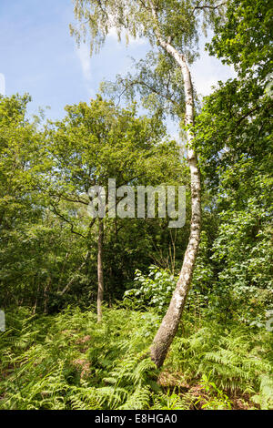 Silber Birke (Betula pendula) im Waldland in Rufford Abbey Country Park, Nottinghamshire, England, Großbritannien Stockfoto