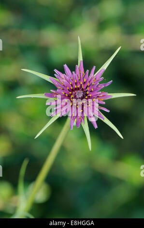 Detailliertes Werk Porträt von Tragopogon Porrifolius oder Schwarzwurzel Blume Stockfoto