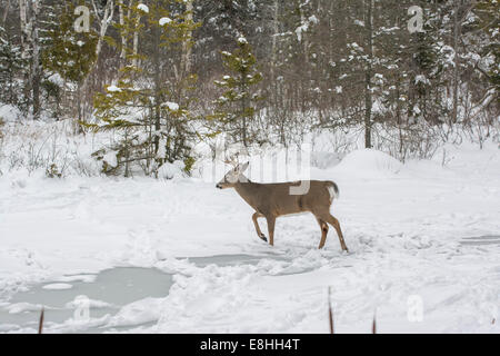 Weiß - angebundene Rotwild (Odocoileus Virginianus). Buck überqueren von vereisten Teich im Acadia National Park, Maine, USA. Stockfoto