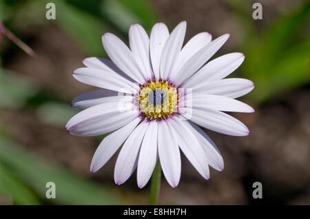 Osteospermum Herbers Lady Leitrim Stockfoto