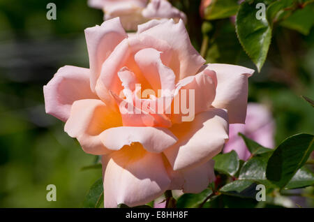 Rose Gärtner Freude Stockfoto