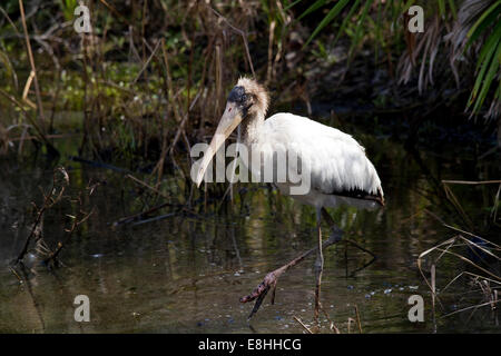 Holz-Storch, Mycteria Americana, großen amerikanischen waten Vogel, Everglades, Florida Stockfoto