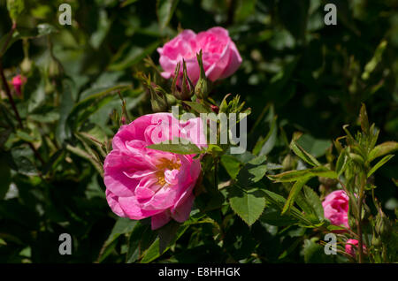 Rose William Baffin Stockfoto