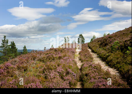 Ein Landrover Spur Köpfe oben und über die Heide bekleideten Hügeln des Anwesens Glen Tanar in den Cairngorms National Park-Schottland Stockfoto