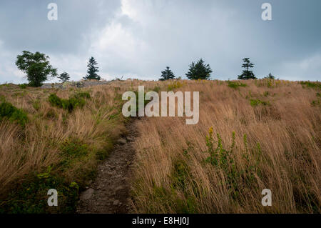 Die Grassy Ridge Trail auf der Oberseite Roan Mountain im Pisgah National Forest in North Carolina, USA. Stockfoto