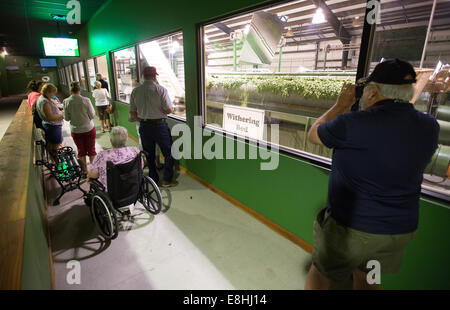 Charleston-Tee-Plantage in Wadmalaw Island, South Carolina. Stockfoto