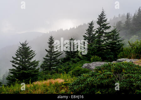 Nebel fließt quer über Fichte-Tanne Ridge grasbewachsenen Glatze auf Roan Mountain im Pisgah National Forest, North Carolina, USA. Stockfoto