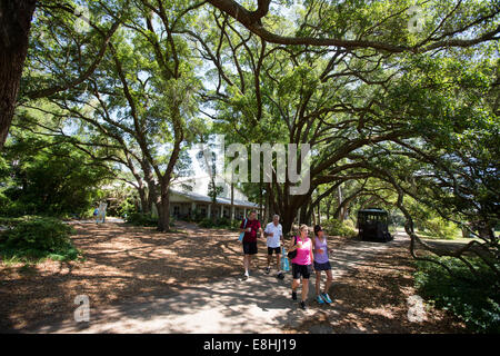 Charleston-Tee-Plantage in Wadmalaw, South Carolina. Stockfoto