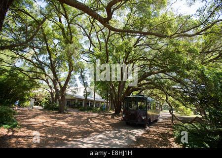 Charleston-Tee-Plantage in Wadmalaw Island, South Carolina. Stockfoto