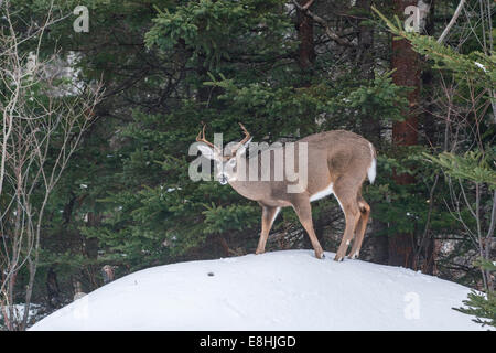 Weiß - angebundene Rotwild (Odocoileus Virginianus) buck im Winter.  Acadia Nationalpark in Maine, USA. Stockfoto