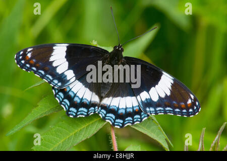 White Admiral Schmetterling thront auf einem Blatt. Stockfoto