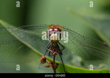 White-faced Meadowhawk thront auf einer Pflanze. Stockfoto