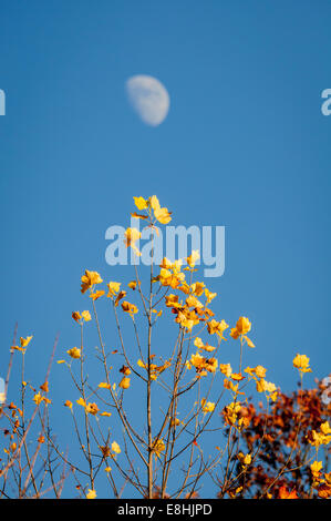 Herbst Mondaufgang in Cheaha State Park, Alabama Stockfoto