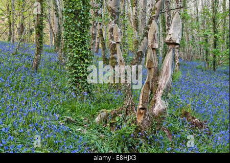 Geschnitzte Pilze stehen zwischen Blauflächen, die im Frühling blühen, auf dem Gelände des Trevarno Estate, Helston, Cornwall (jetzt für die Öffentlichkeit geschlossen) Stockfoto