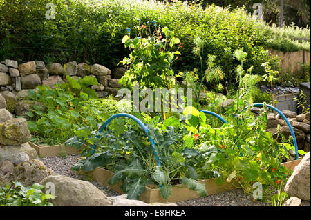 Ein kleiner Gemüsegarten, bestehend aus zwei Hochbeeten umgeben von einer Trockenmauer im Garten eines ländlichen Hauses Stockfoto