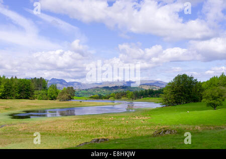 Wise Een Tarn, Claife Heights, Lake District National Park, Cumbria, England, UK im Frühjahr Stockfoto