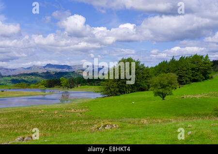 Wise Een Tarn, Claife Heights, Lake District National Park, Cumbria, England, UK im Frühjahr Stockfoto