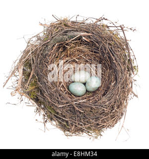 Vogelnest mit Eiern auf weißem Hintergrund Stockfoto