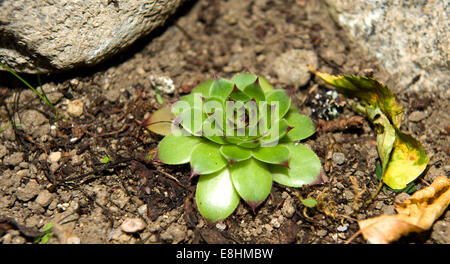 eine kleine Sempervivum in einen neu gepflanzten Steingarten Stockfoto