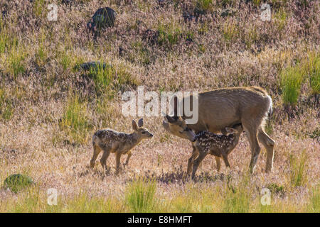 Mutter kümmert sich um Twin Kitzen in Yellowstone Wildnis Hirsch Stockfoto