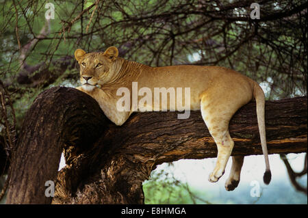 Afrikanischer Löwe ruht in großen Baum Stockfoto