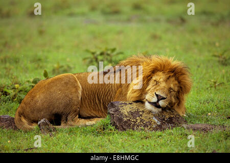 Männliche Löwen schlafen auf Felsen Stockfoto