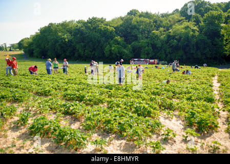 GERMANTOWN, Maryland – in Butler's Orchard, einer beliebten Farm in Familienbesitz, können Besucher Erdbeeren ernten. Die Obstplantage bietet ein saisonales „Pflückerlebnis“, bei dem Gäste frische Erdbeeren direkt von den Feldern ernten können. Butler's Orchard wurde 1950 gegründet und ist bekannt für seine Vielfalt an Obst und Gemüse. Das ganze Jahr über finden zahlreiche Veranstaltungen im Agritourismus statt. Stockfoto