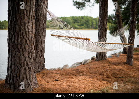Hängematte zwischen Kiefern in Barrett Cove Maryland Ufer | ST. MICHAELS, Md. — Eine leere Seilhängematte, die zwischen Loblolly-Kiefern gespannt ist, bietet einen Blick auf Barrett Cove an der Ostküste von Maryland. Der Loblolly-Kiefer (Pinus taeda) dominiert diese Gezeitenküste der Chesapeake Bay und wirft kontinuierlich Nadeln in einen rostfarbenen Humus, der das Unterholz unter dem Blätterdach unterdrückt. Stockfoto